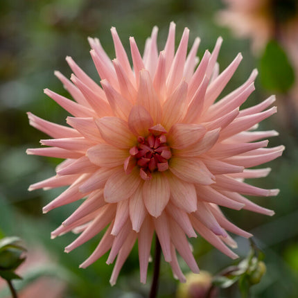 Dahlia Cactus Preference 1-pack