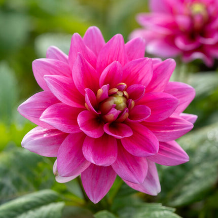 Dahlia Border Bluesette 1-pack