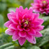 Dahlia Border Bluesette 1-pack