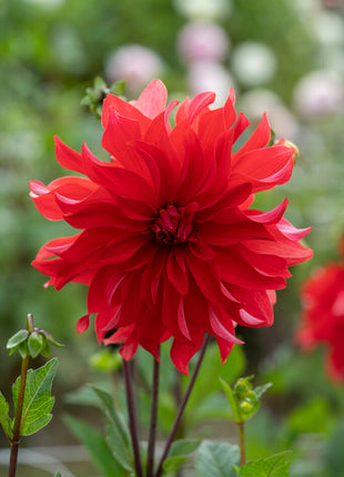 Dahlia Cactus Red Labyrinth 1-pack