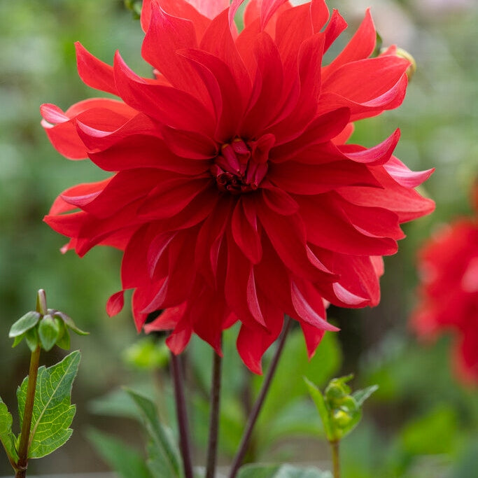 Dahlia Cactus Red Labyrinth 1-pack