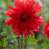 Dahlia Cactus Red Labyrinth 1-pack