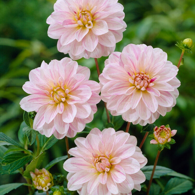 Dahlia Dekorativ Bonesta 1-pack NYHET