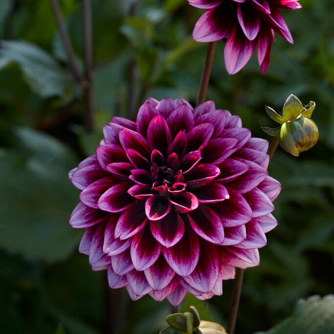 Dahlia Davina Michelle Dekorativ 1-pack NYHET