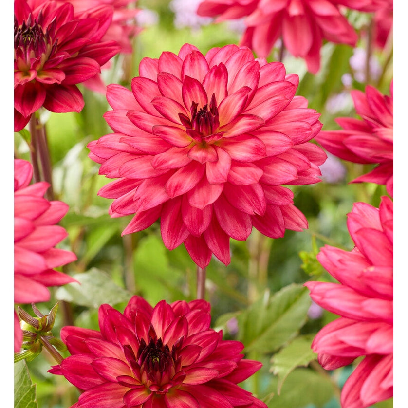 Dahlia Ocean of Love Dekorativ 1-pack NYHET