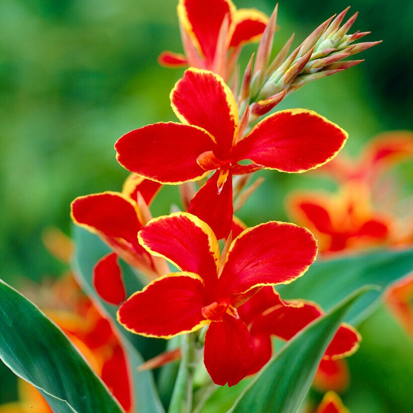 Canna Lucifer 1-pack