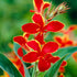 Canna Lucifer 1-pack