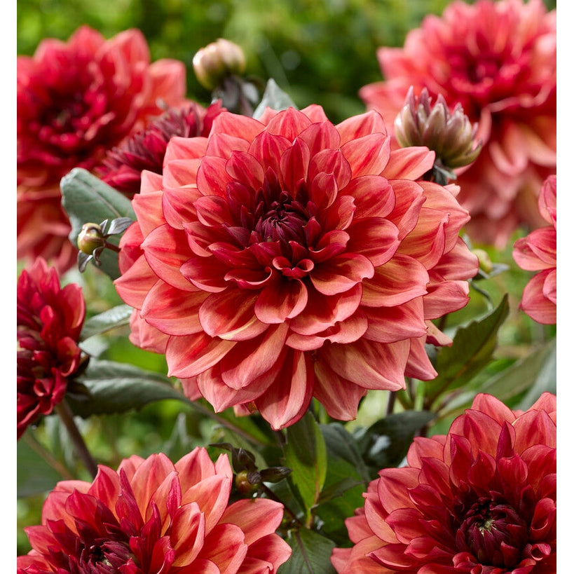 Dahlia Invitation Dekorativ 1-pack NYHET