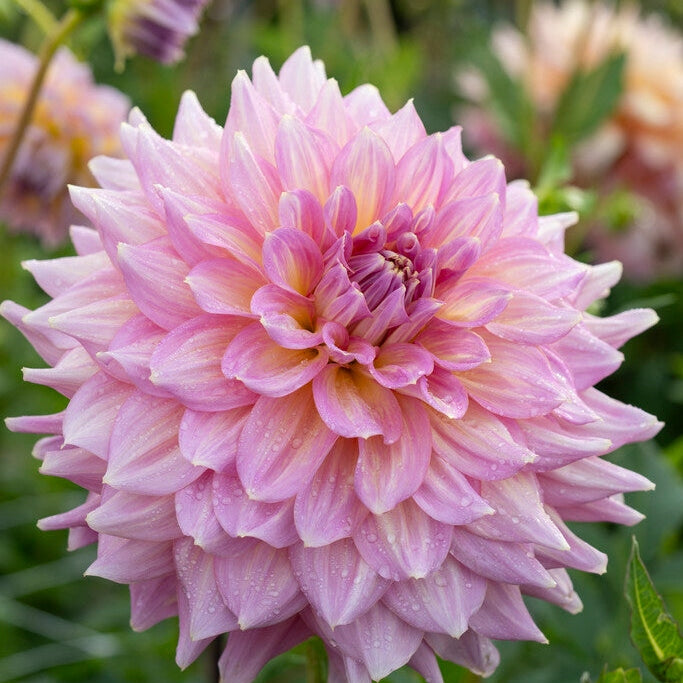 Dahlia Kidd&