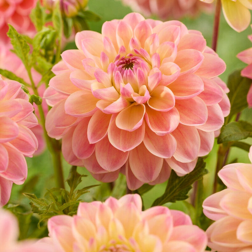 Dahlia Hapet Pastel Dekorativ 1-pack NYHET