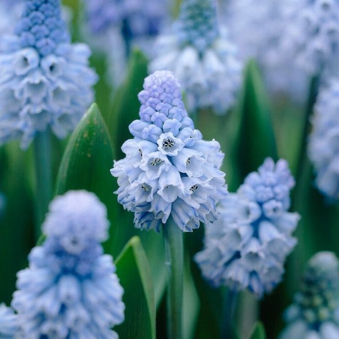 Dvärghyacint-Muscari Azureum 15-pack