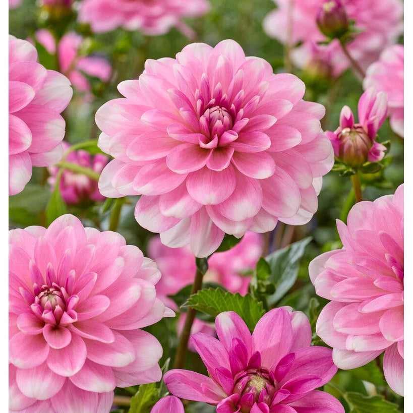 Dahlia Pink Perception Dekorativ 1-pack NYHET