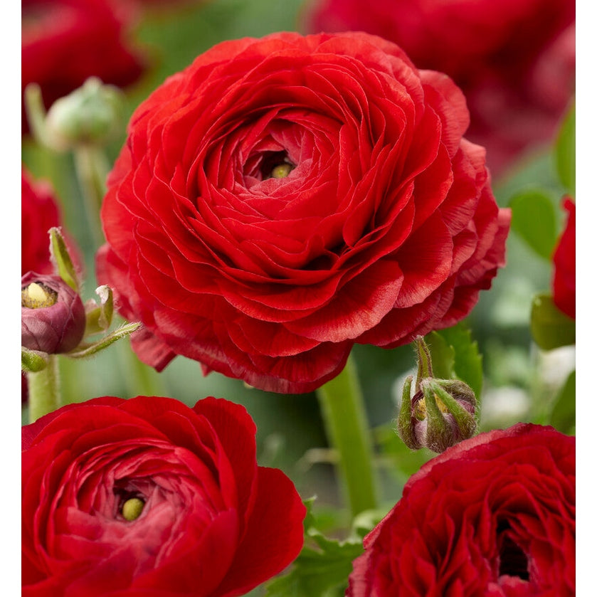 Bukettranunkel-Ranunculus Red 10-pack
