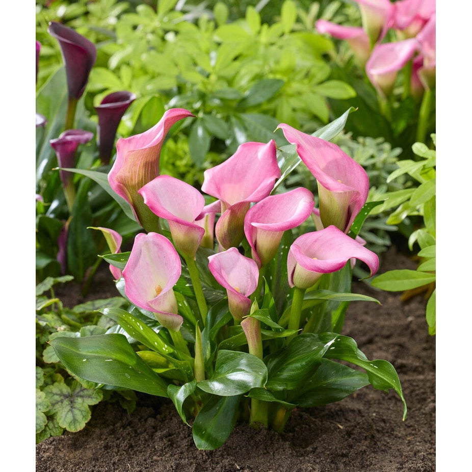 Zantedeschia Light Pink 1-pack