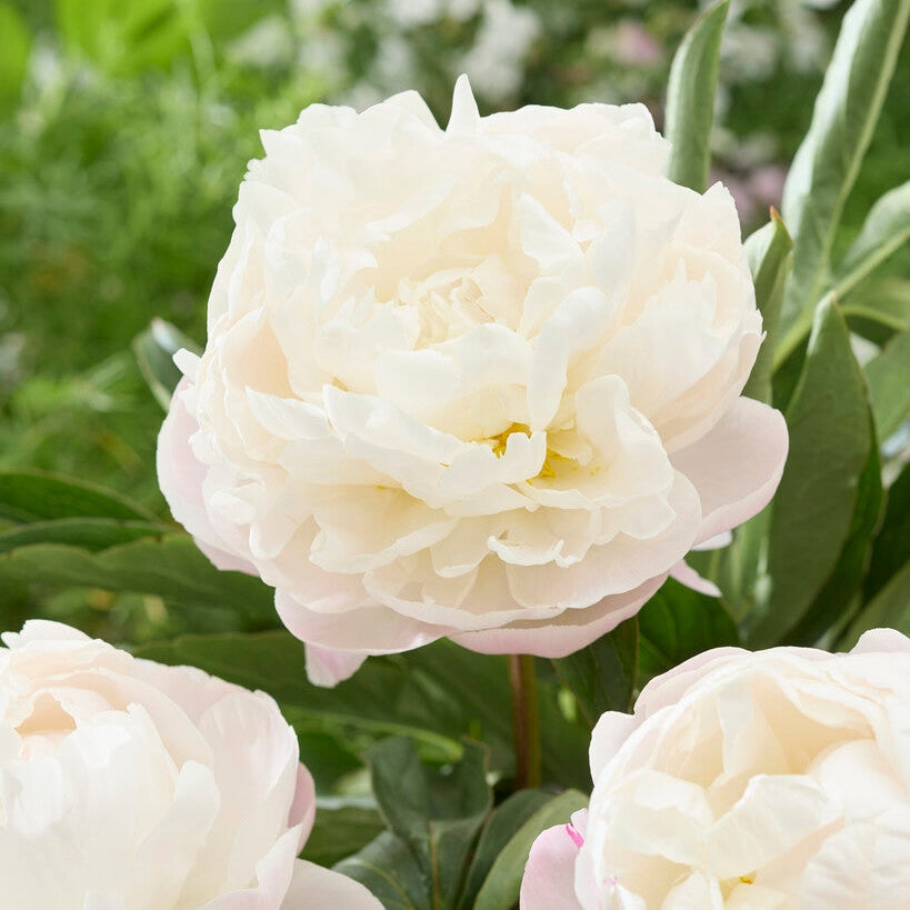 Pion-Paeonia Gardenia 1-pack