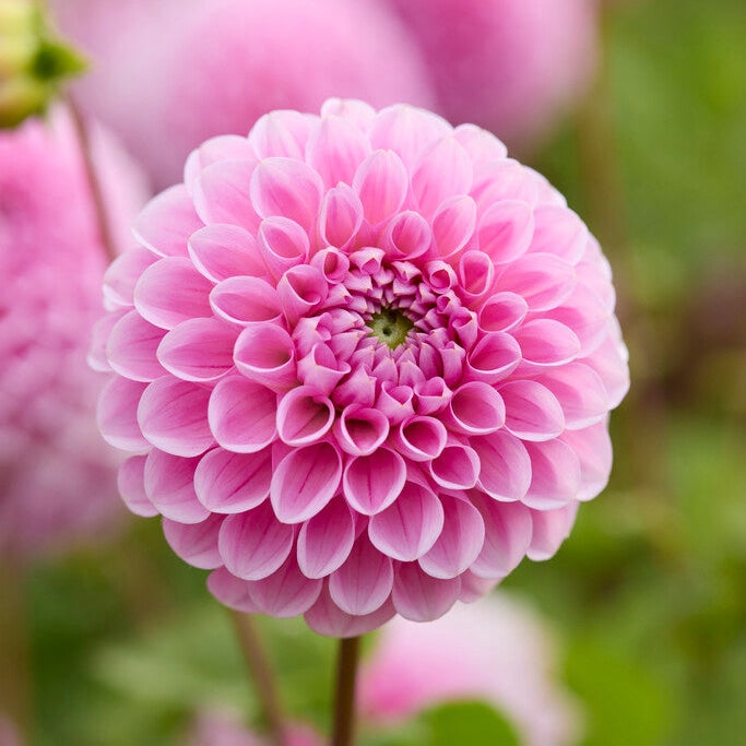 Dahlia Sweet Fabienne Ball 1-pack NYHET