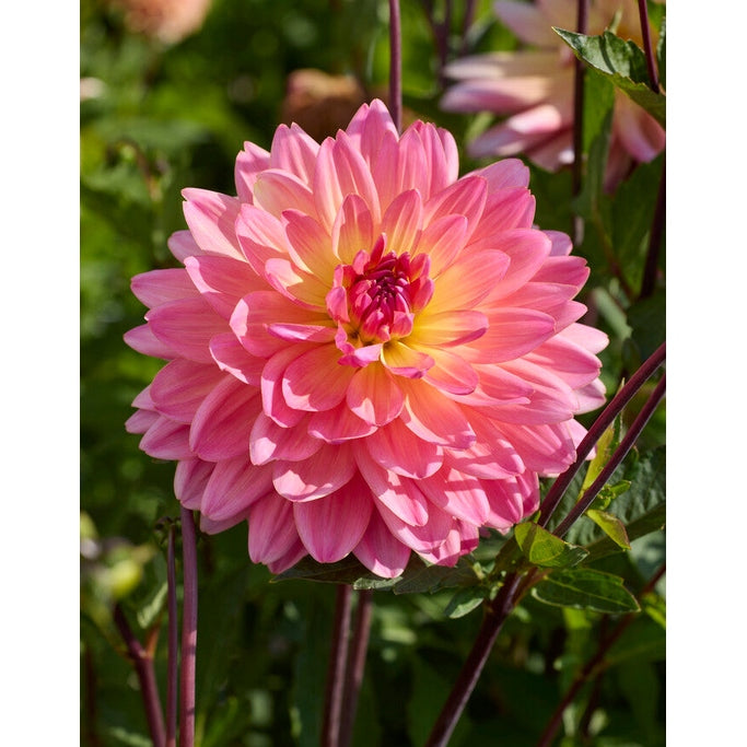 Dahlia Ken&