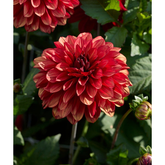 Dahlia Missis Miley Dekorativ 1-pack NYHET