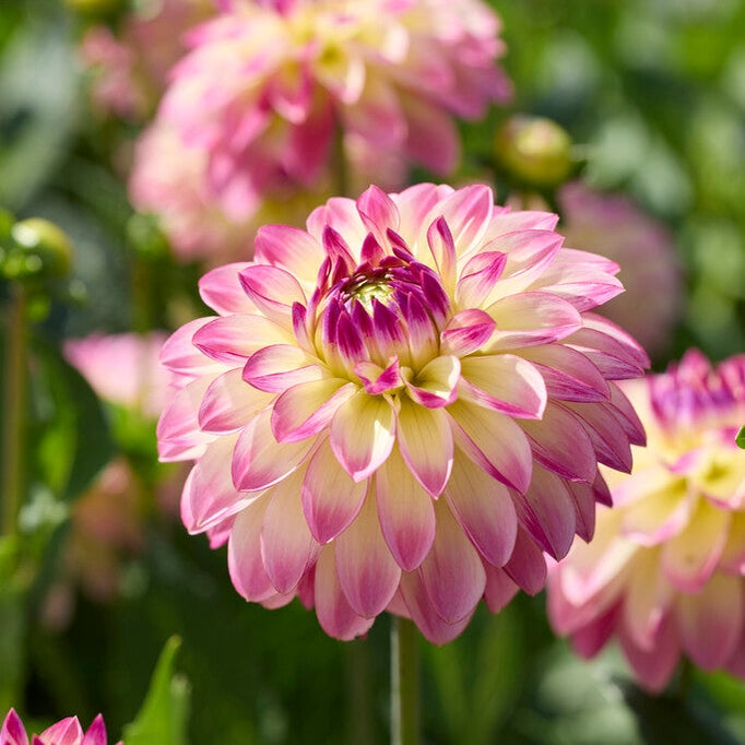 Dahlia Pure Happiness Dekorativ 1-pack Nyhet