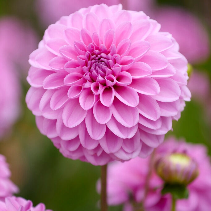 Dahlia Pink Pop Dekorativ 1-pack NYHET