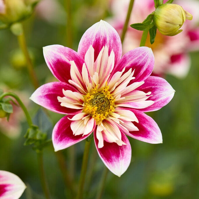 Dahlia Special Fashion Monger 1-pack