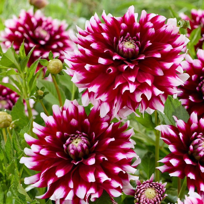 Dahlia Boll Verdi 1-pack NYHET