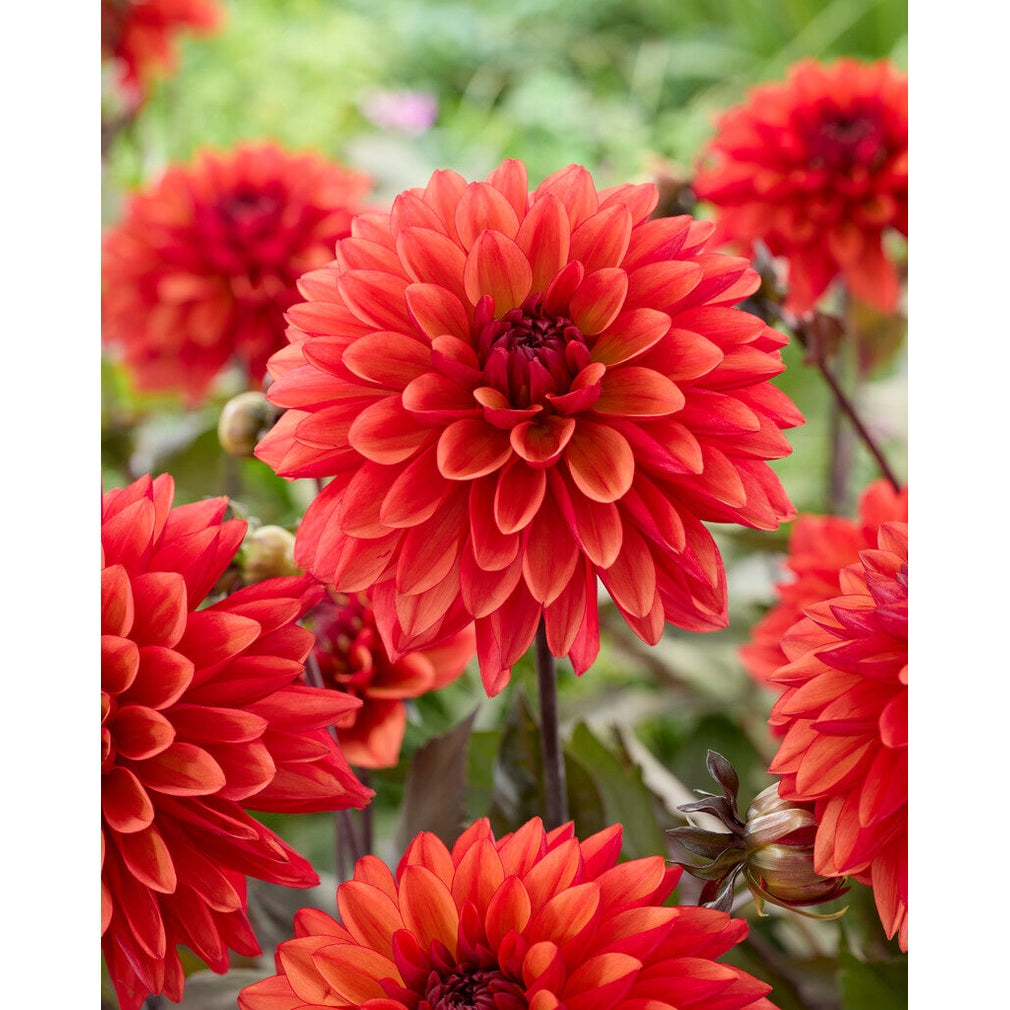 Dahlia Tiramisu Dekorativ 1-pack NYHET