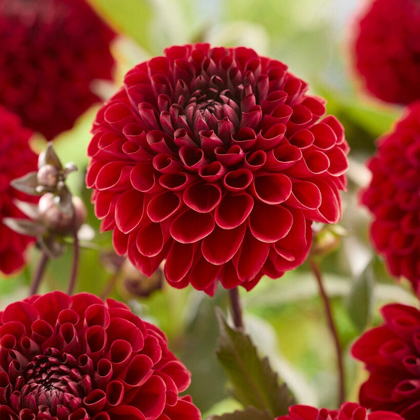 Dahlia Baccara Dekorativ 1-pack NYHET