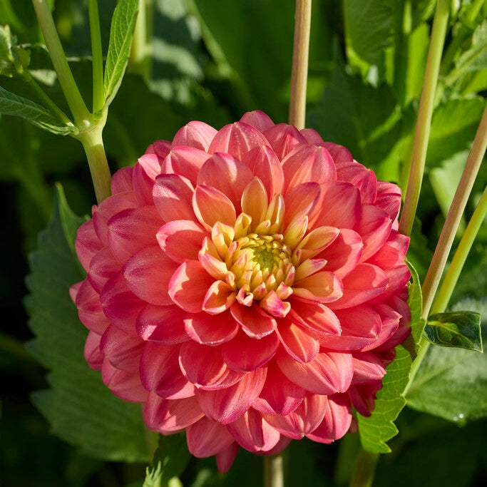 Dahlia Princess Erika Dekorativ 1-pack NYHET