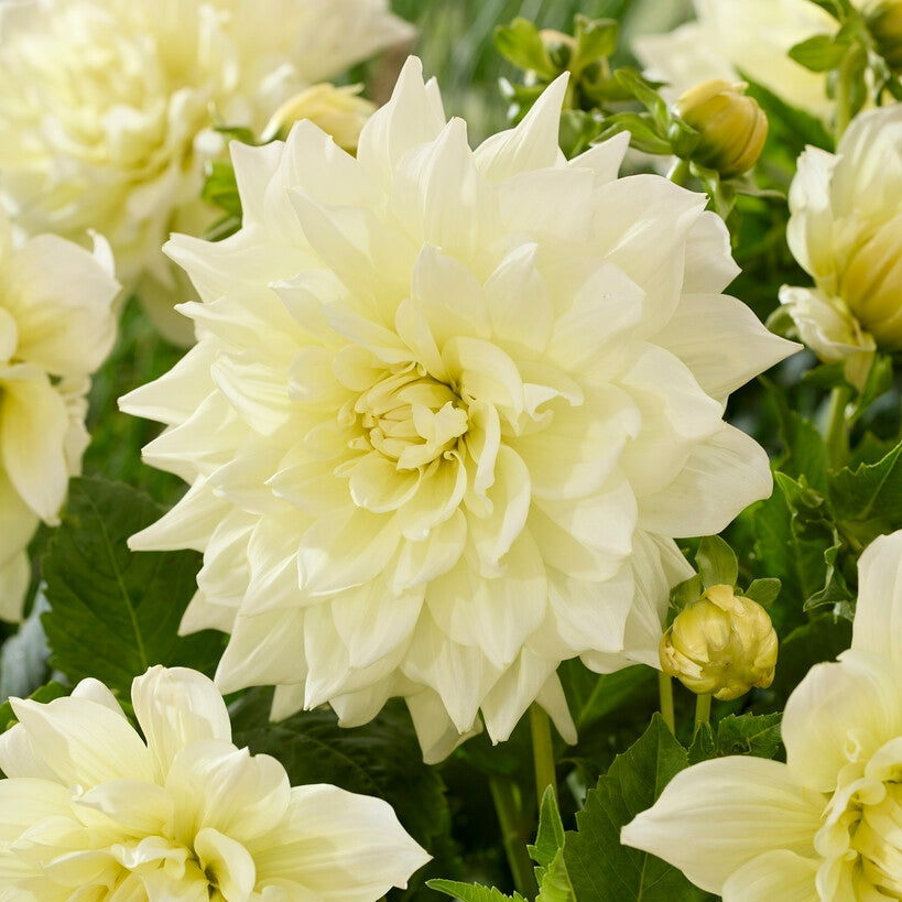 Dahlia Ice Breaker Dekorativ 1-pack NYHET
