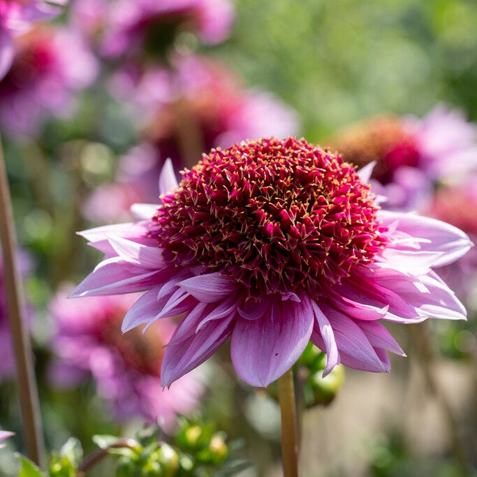 Dahlia Raspberry Puff Singel Flowering 1-pack NYHET