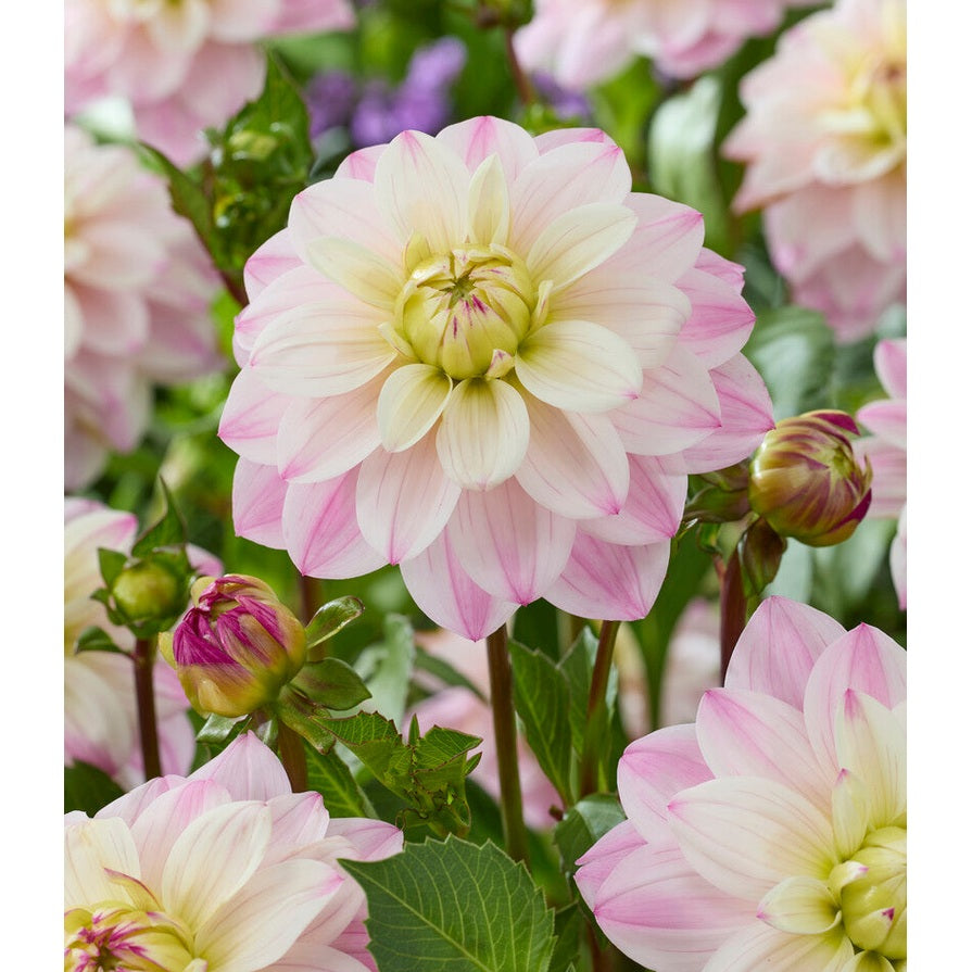 Dahlia Orion Dekorativ 1-pack NYHET