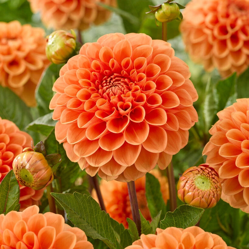 Dahlia Boll Sylvia 1-pack