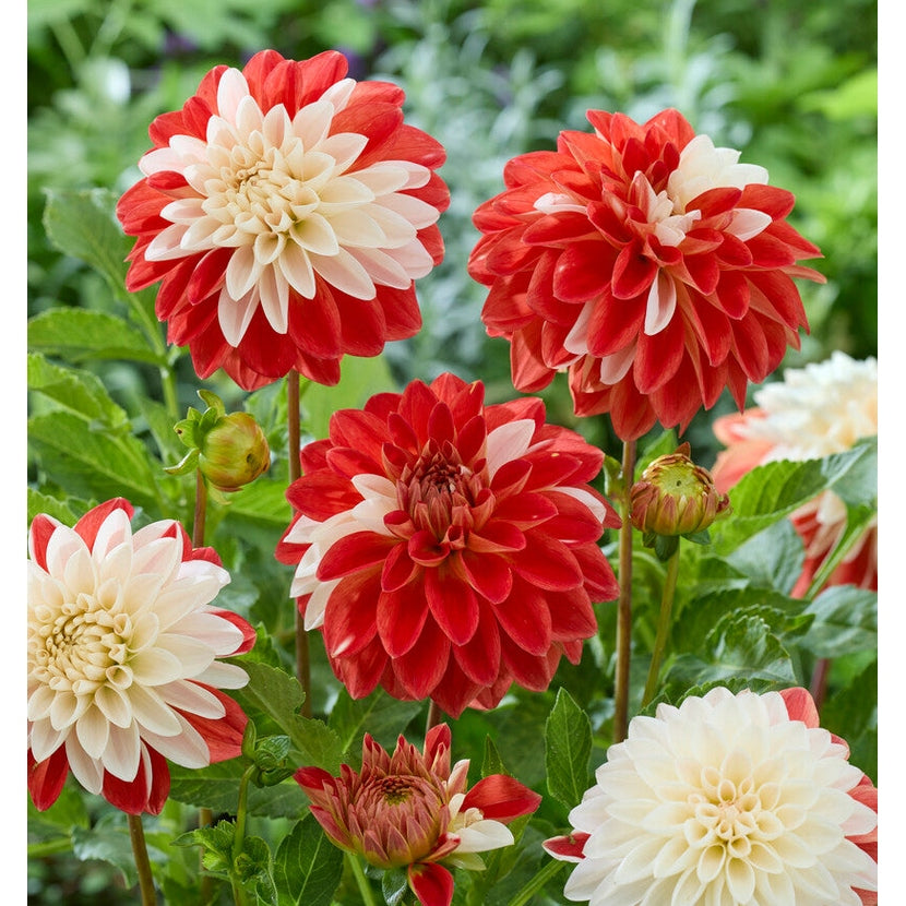 Dahlia Tangerine Sorbet Dekorativ 1-pack NYHET