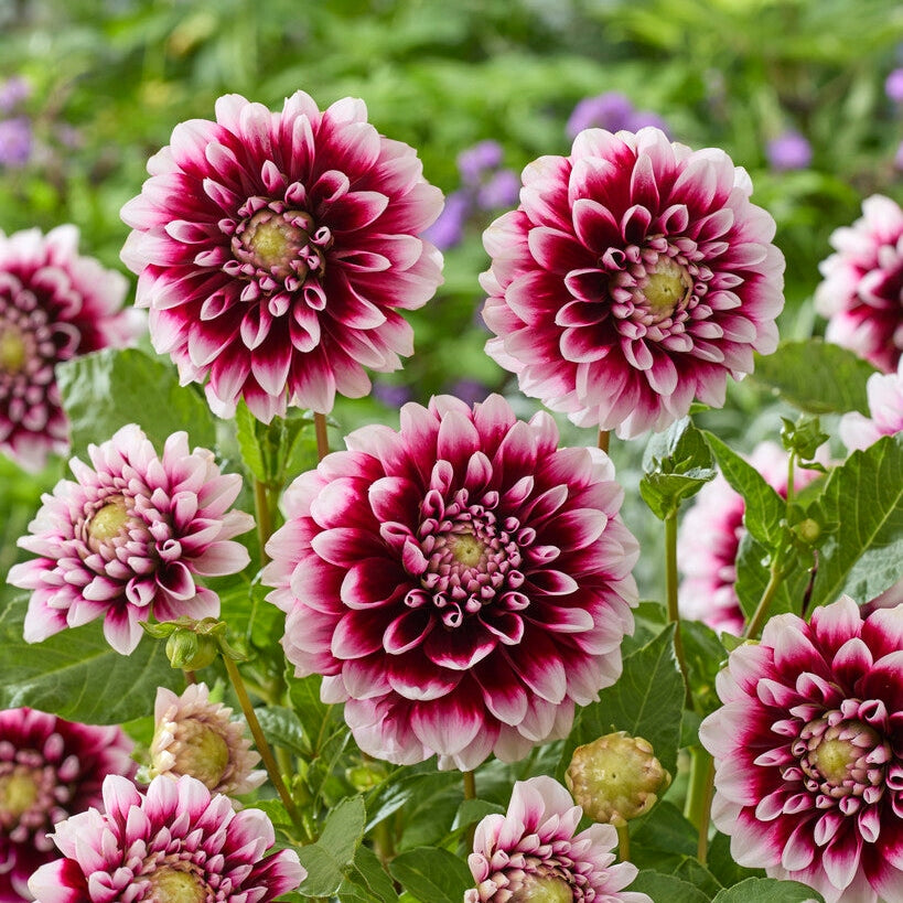 Dahlia Dekorativ Edinburg 1-pack