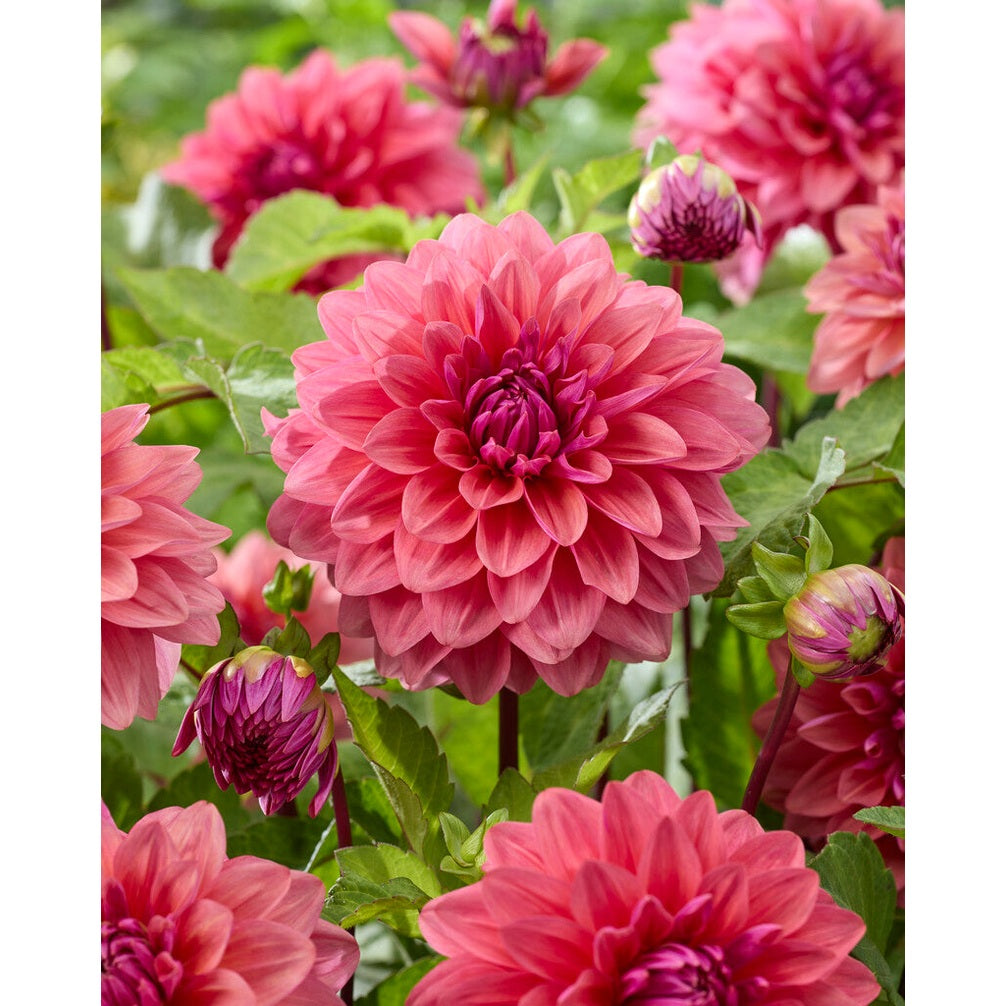 Dahlia Dalmuti Baroness Dekorativ 1-pack NYHET