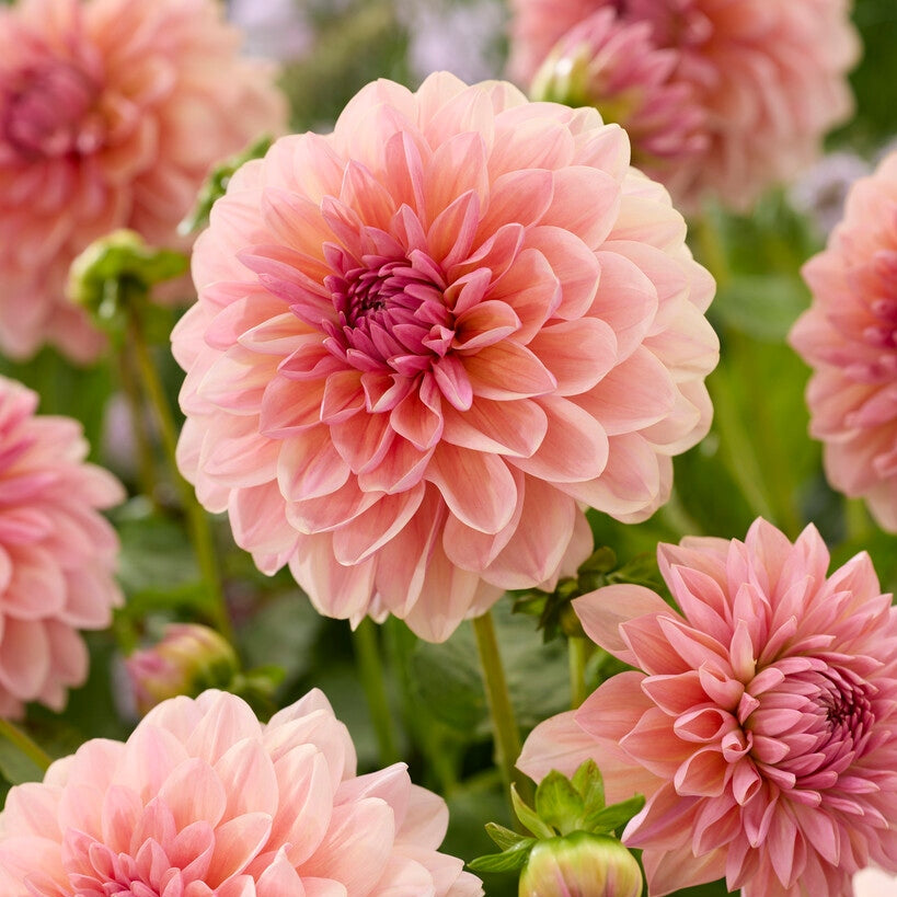 Dahlia Sturm Sweet Maria Dekorativ 1-pack NYHET