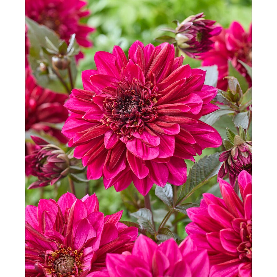 Dahlia Purple Haze Dekorativ 1-pack NYHET