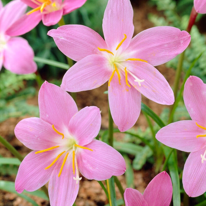 Väpnarlilja-Habranthus Robustus 10-pack