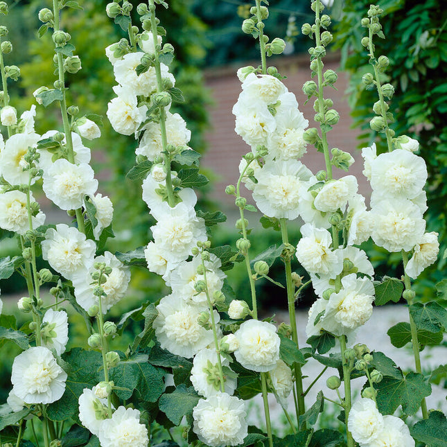 Stockros-Alcea White 1-pack