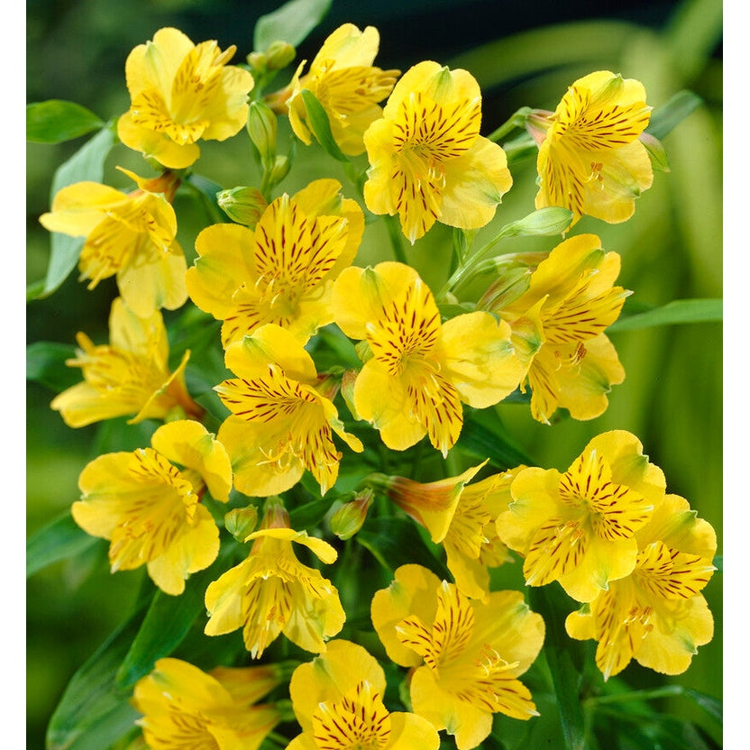Alstroemeria Yellow 2-pack
