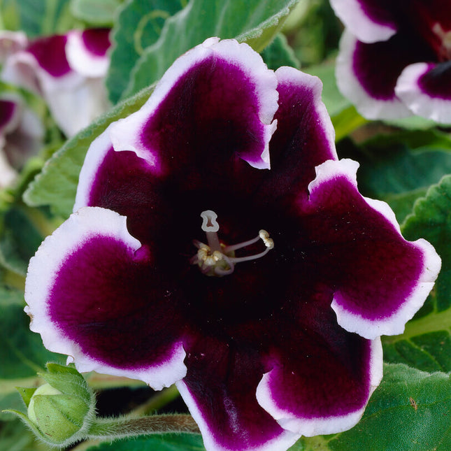 Gloxinia Kaiser Wilhelm 1-pack