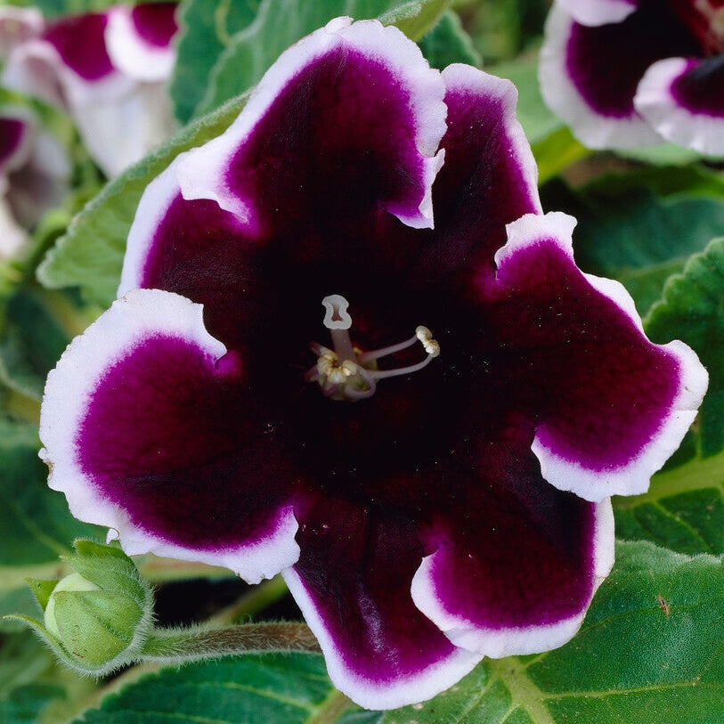 Gloxinia Kaiser Wilhelm 1-pack