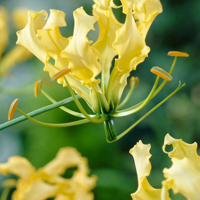 Klänglilja-Gloriosa Lutea  1-pack