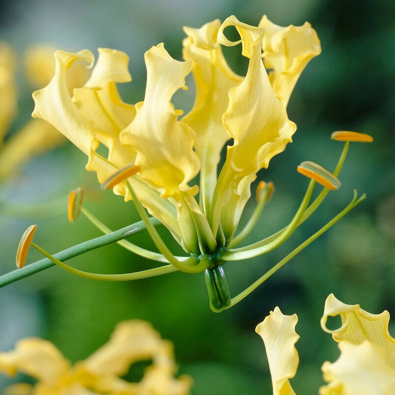 Klänglilja-Gloriosa Lutea 1-pack