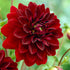 Dahlia Dekorativ Arabian Night 1-pack