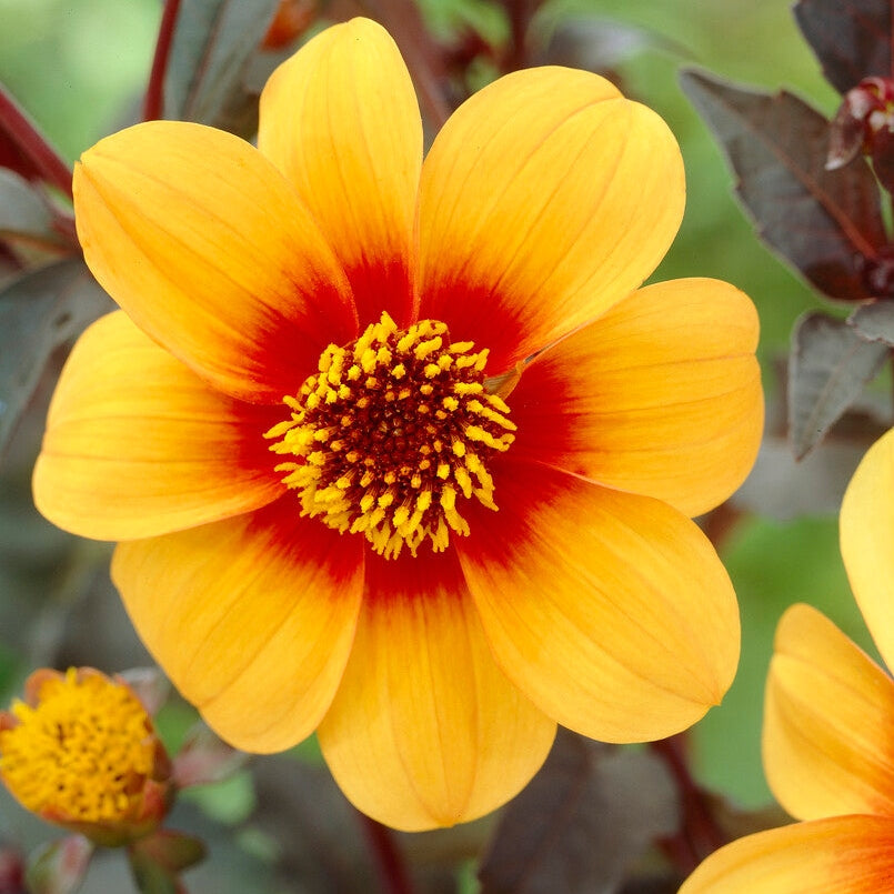 Dahlia Special Mignon Sunshine 1-pack
