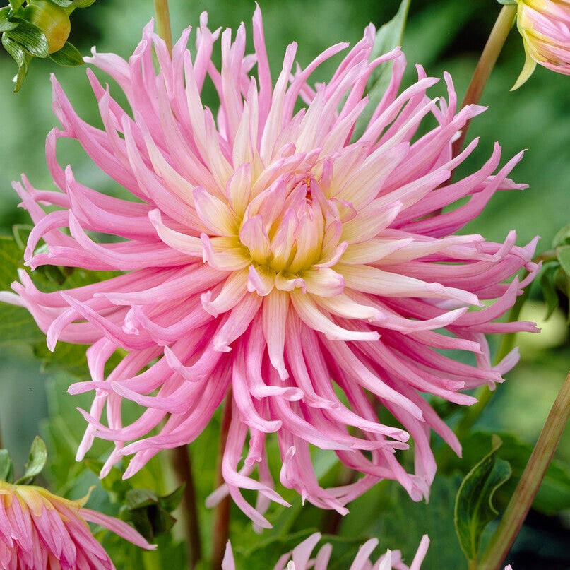Dahlia Cactus Star&