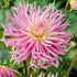 Dahlia Cactus Star&