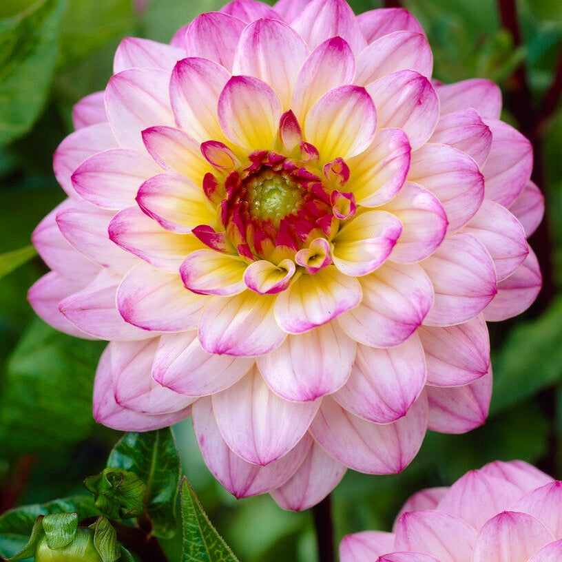 Dahlia Boll El Paso 1-pack